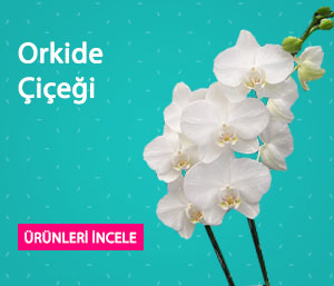 Orkide